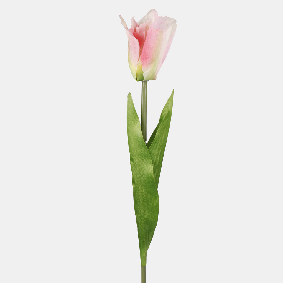 Tulipan, Cream/Lt. Pink G498-01