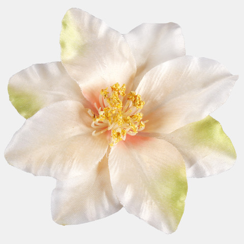 Clematis, Peach/Green/Yellow Center W572-04