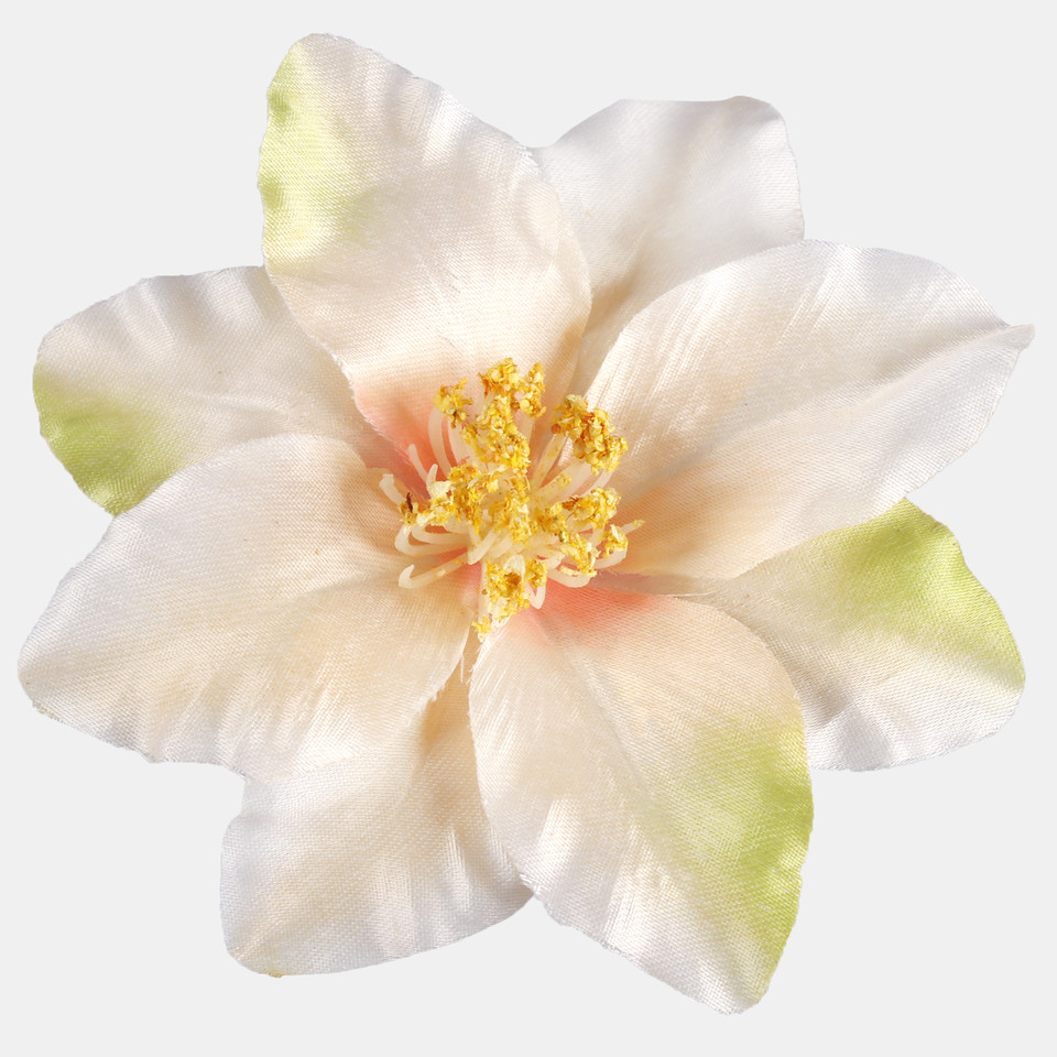 Klematis, Peach/Green/Yellow Center W572-04