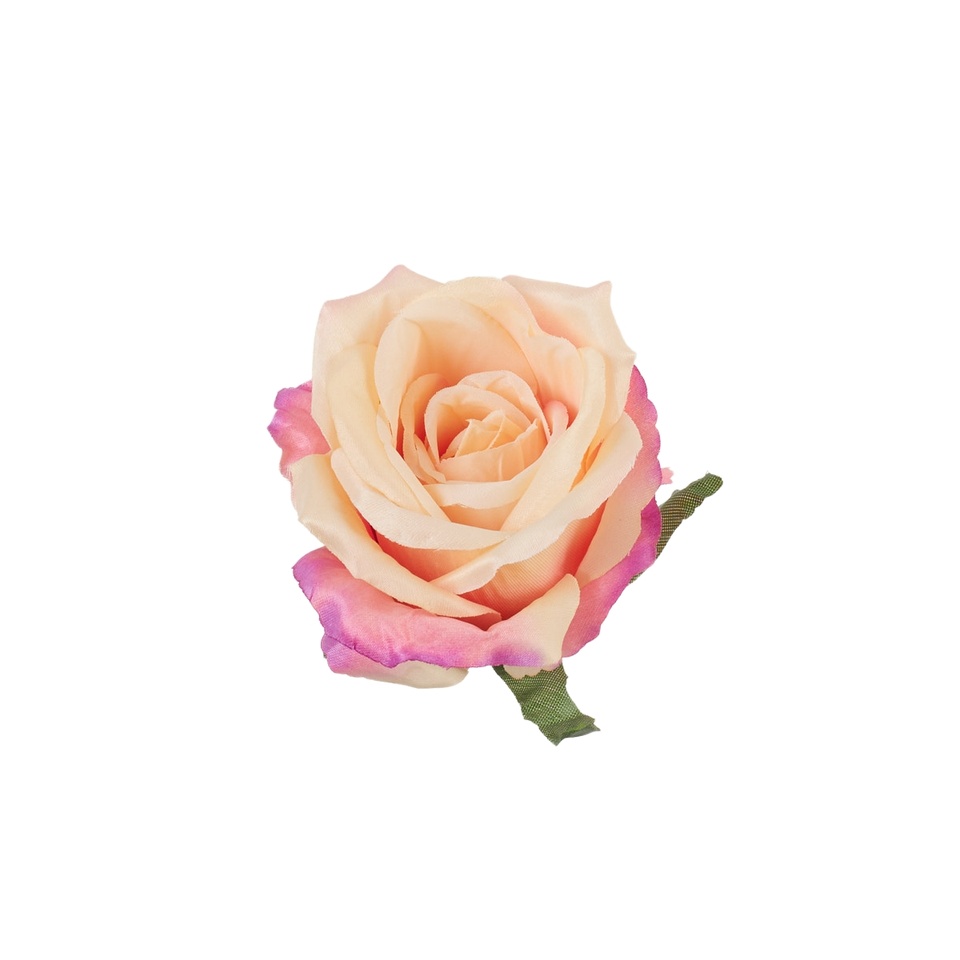 Róża – główka, #038 peach w/purple edge B53-038