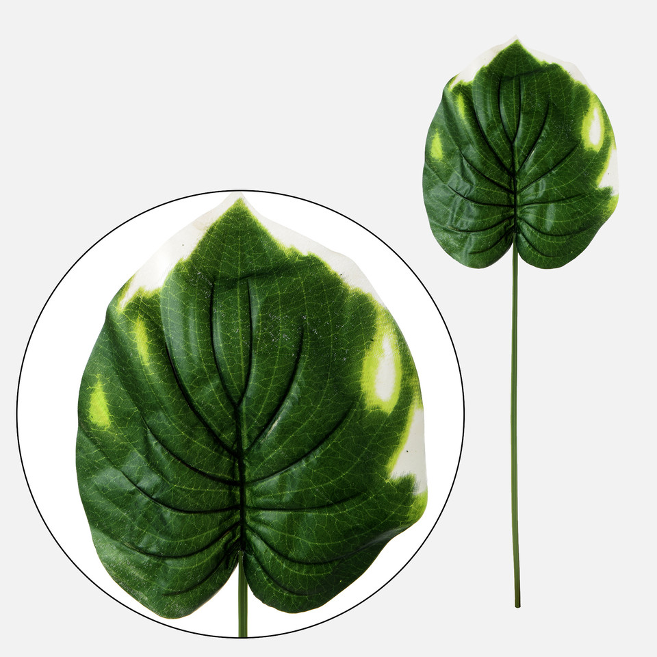 Hosta, Green L390-00