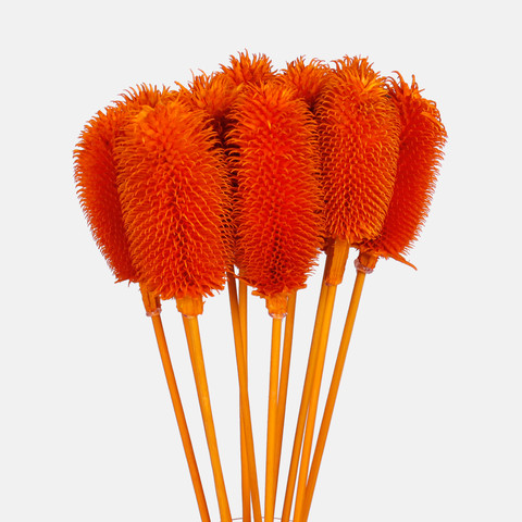 Dried natural thistle, Orange Y607-04