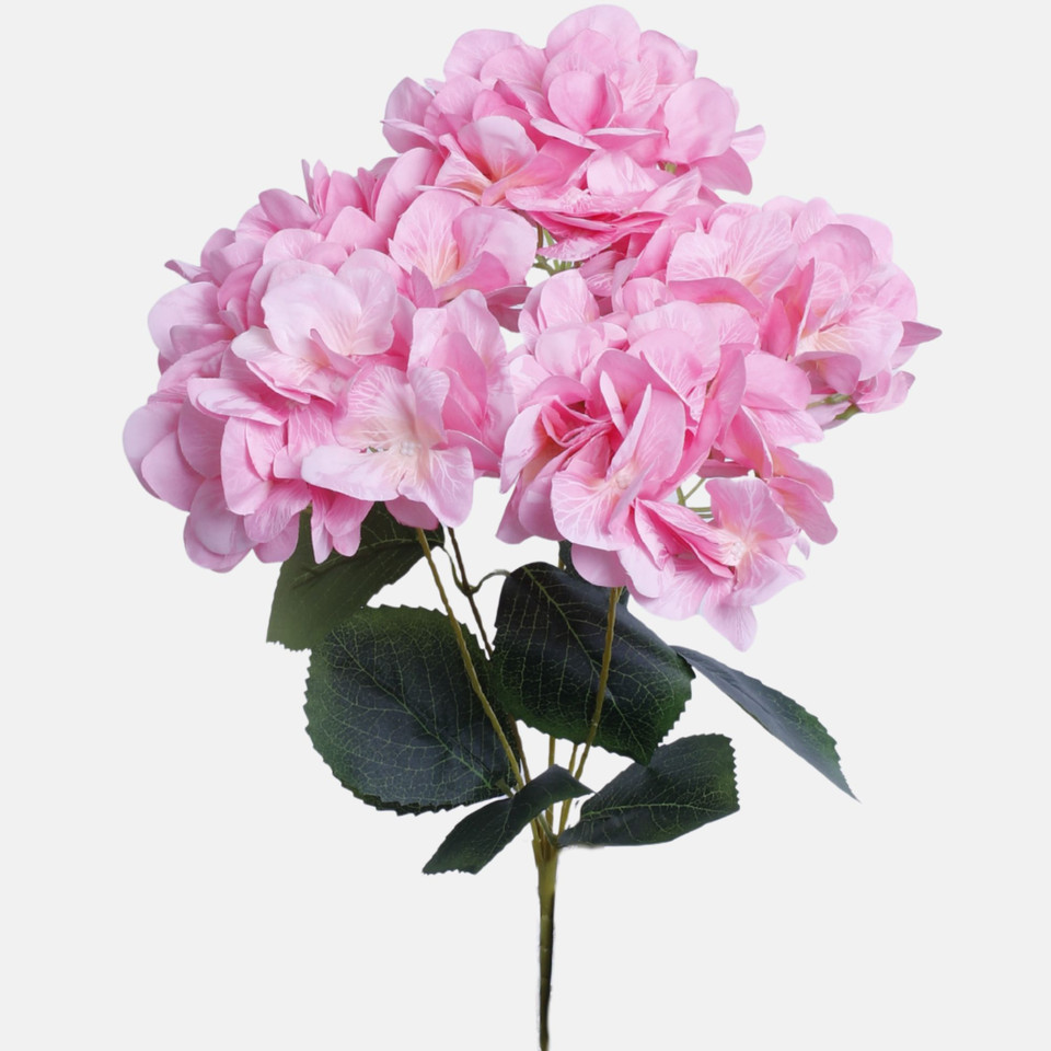 Hortensja, Pink BU371-06