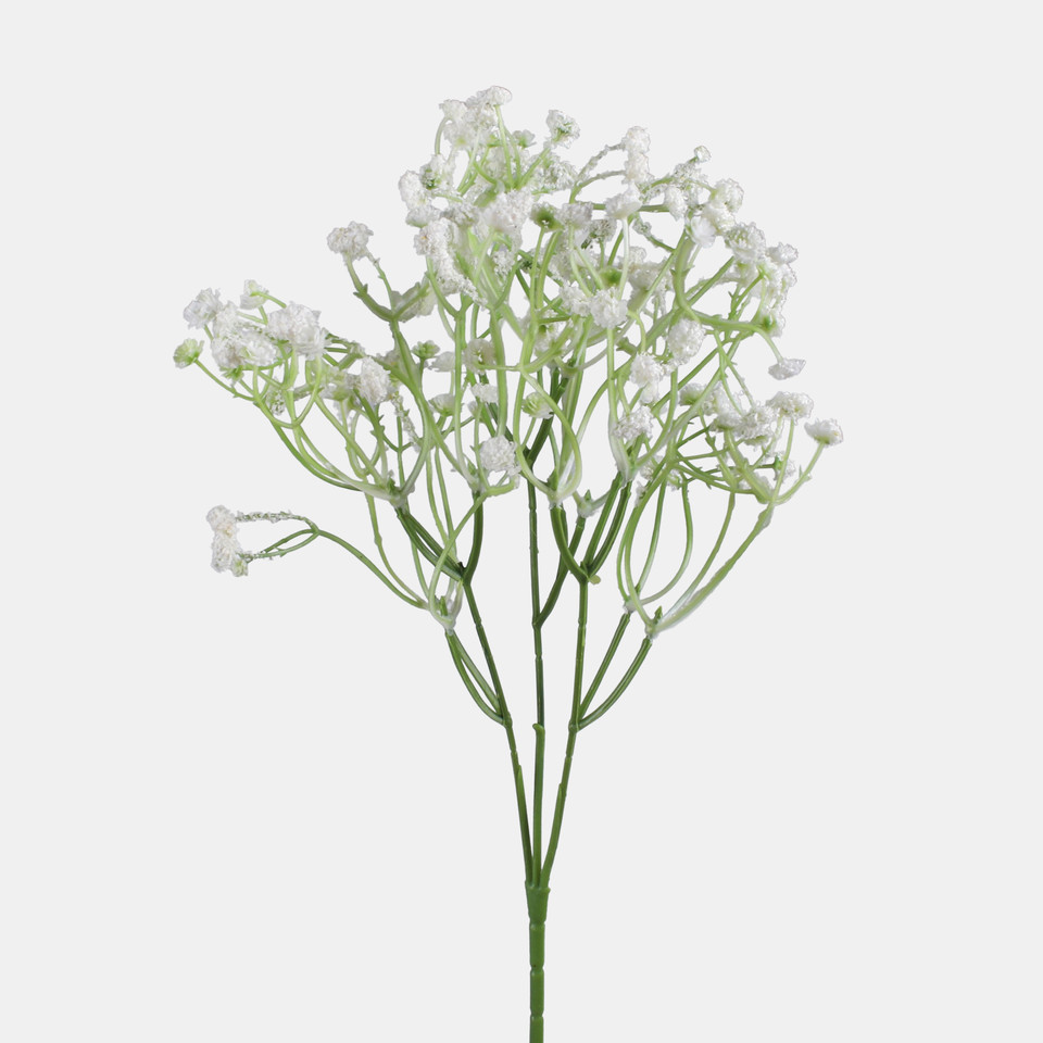 Gypsophila, White L856-05