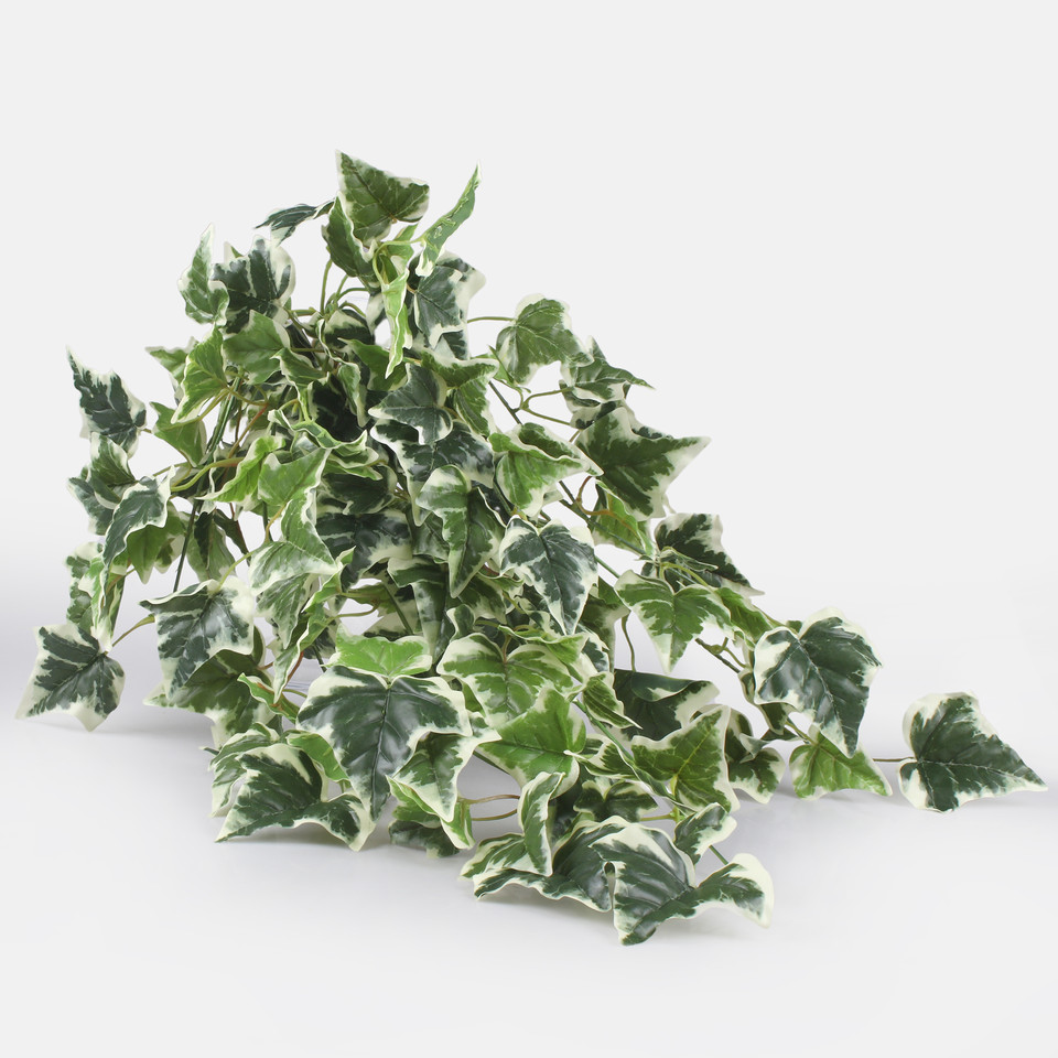 Hedera B111