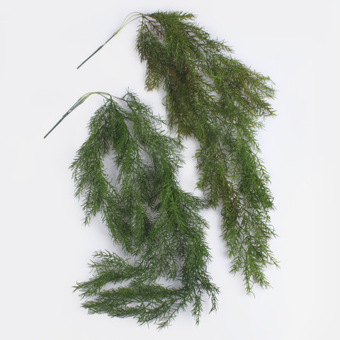Trailing asparagus B175