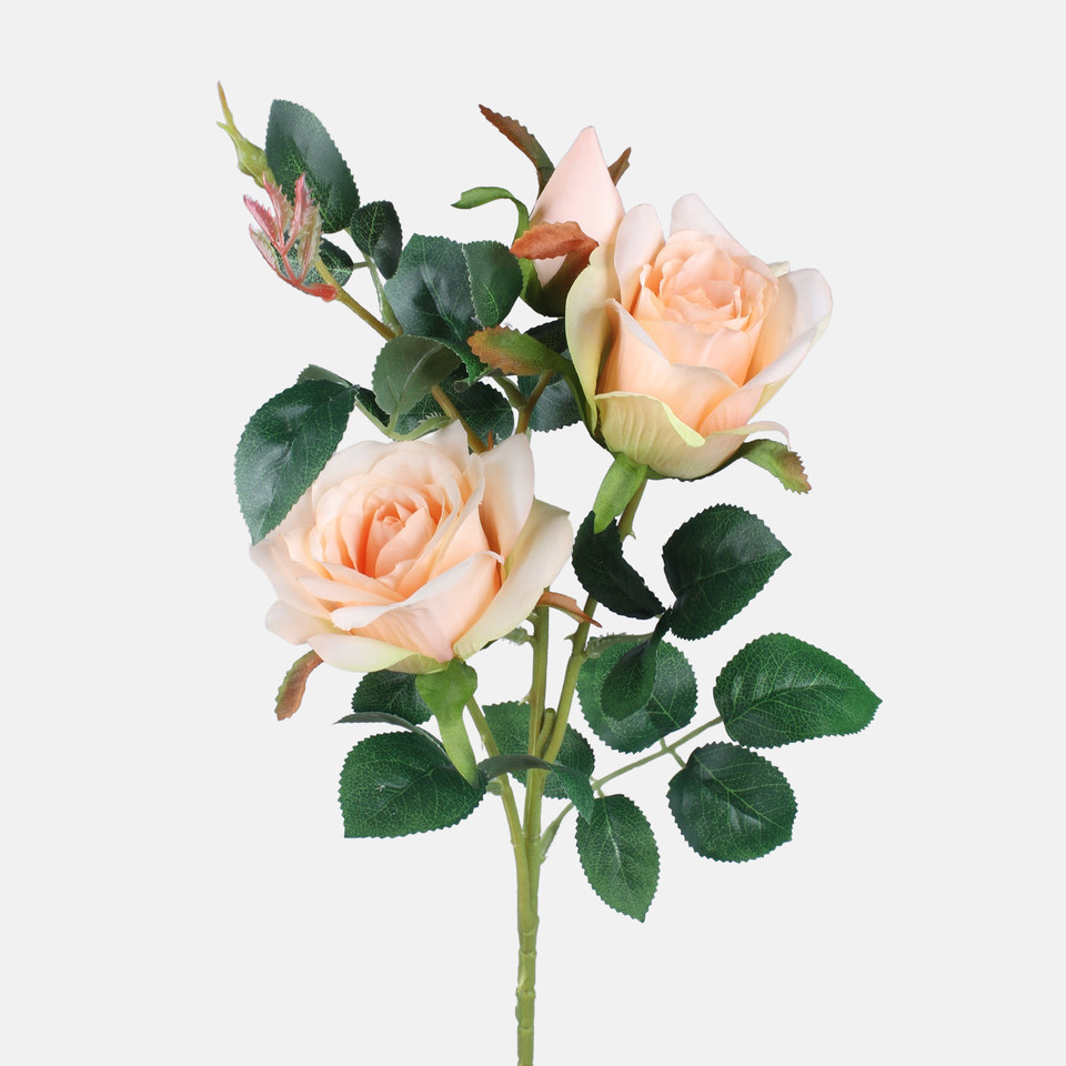 Rose, Mix 1 L738-01