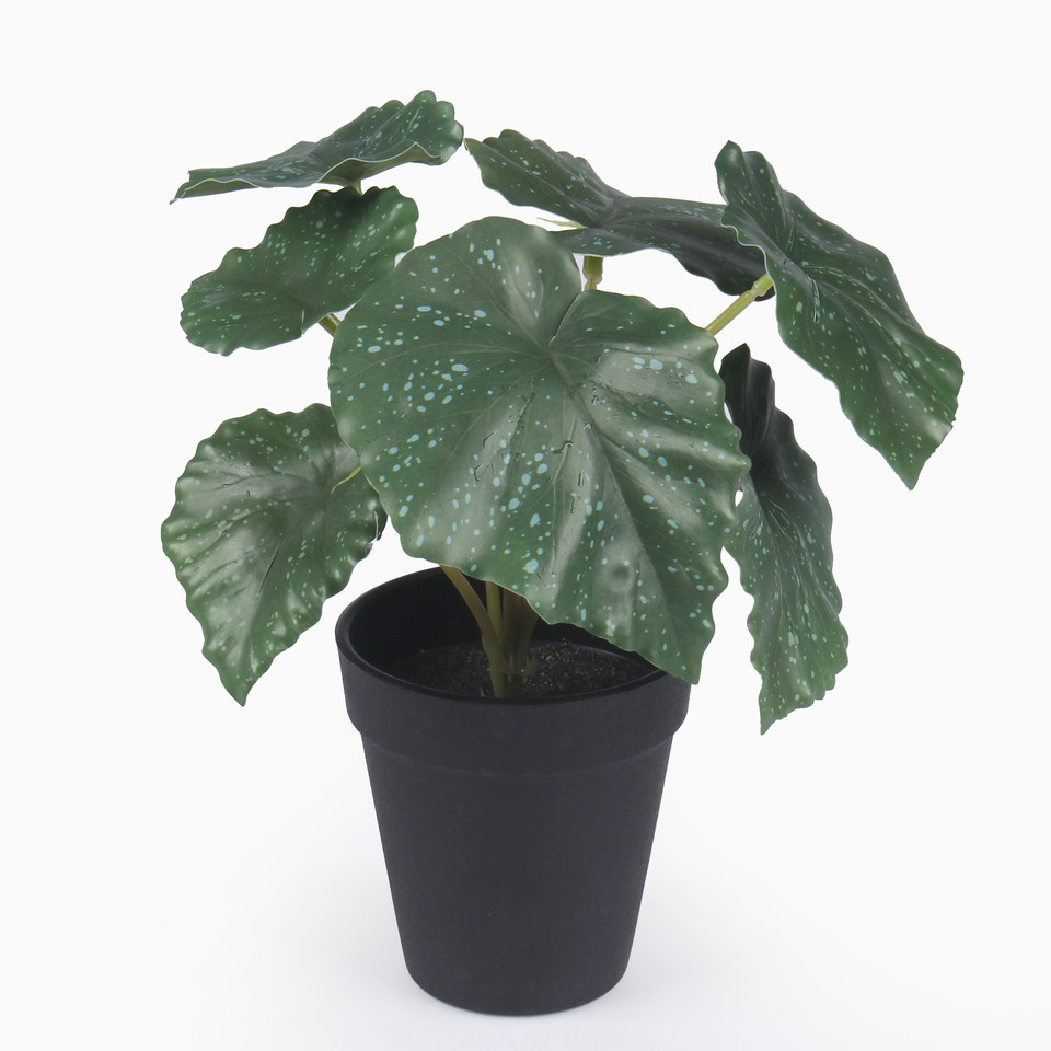 Begonia w doniczce, Green Z206-01