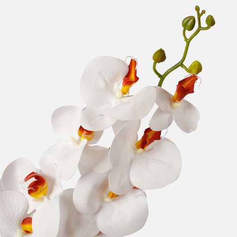 Orchid, Cream L768L-03