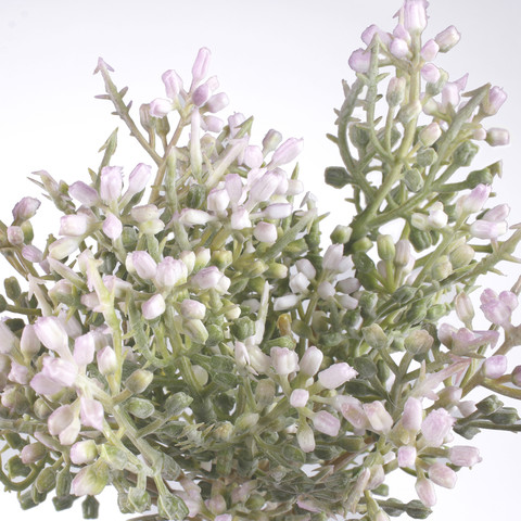 Wrzos, Lt. Lilac A726-02