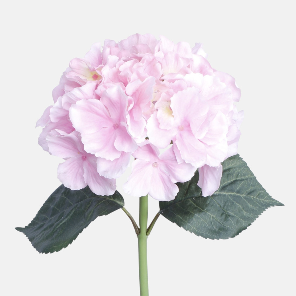 Hortensja gumowana, Lt. Pink BGK096-02