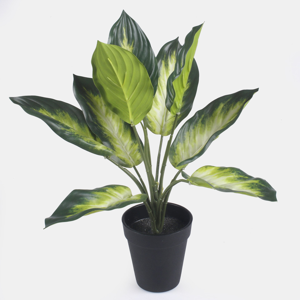 Hosta in pot, T.T. Green Z211-01
