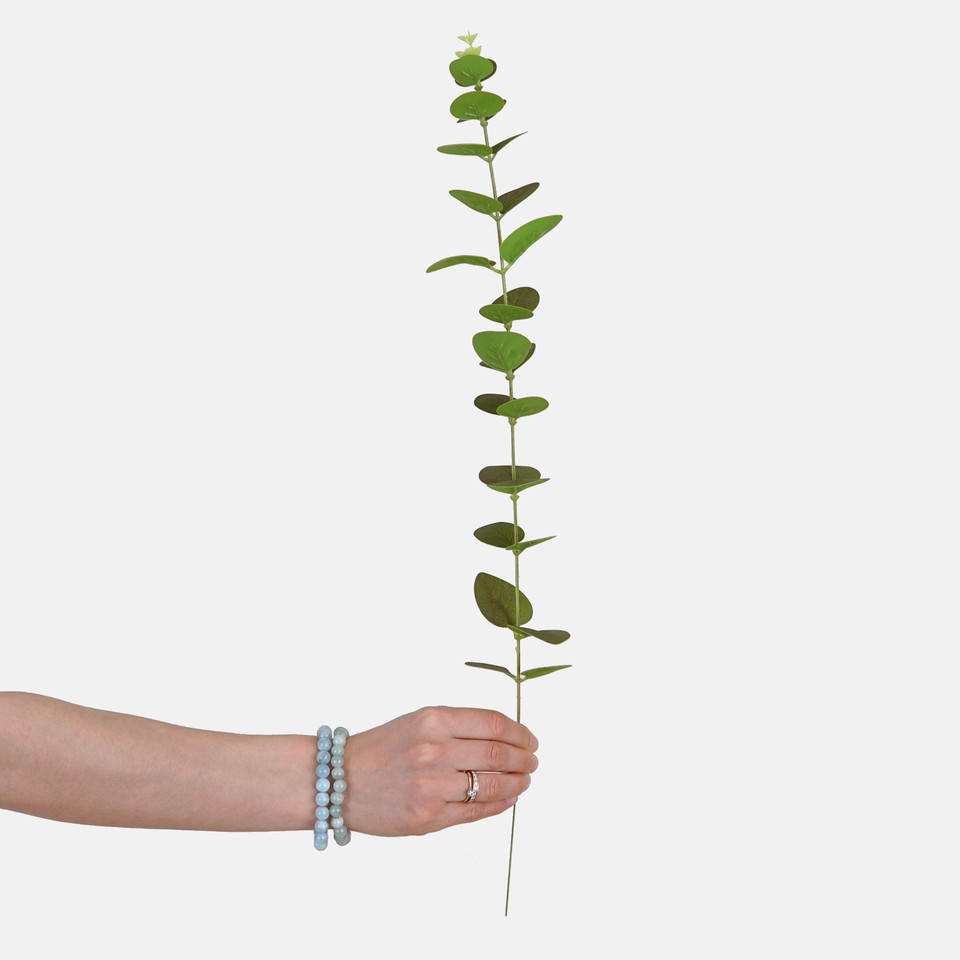 Eucalyptus twig, T.T. Green A707-02