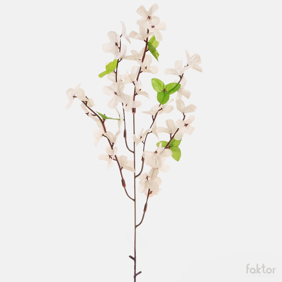 Forsythia, Cream G002A-05