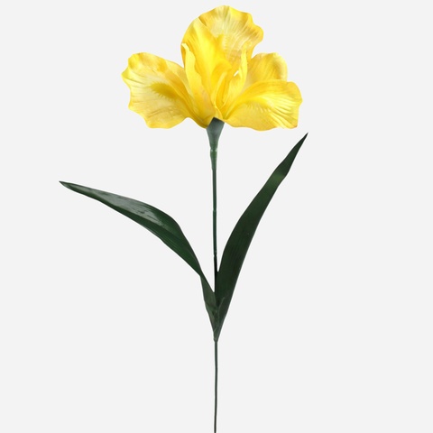 Iris, Yellow G142-05