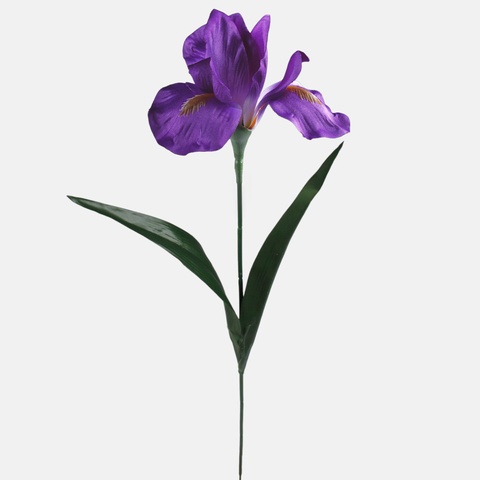 Iris, Violet G142-01