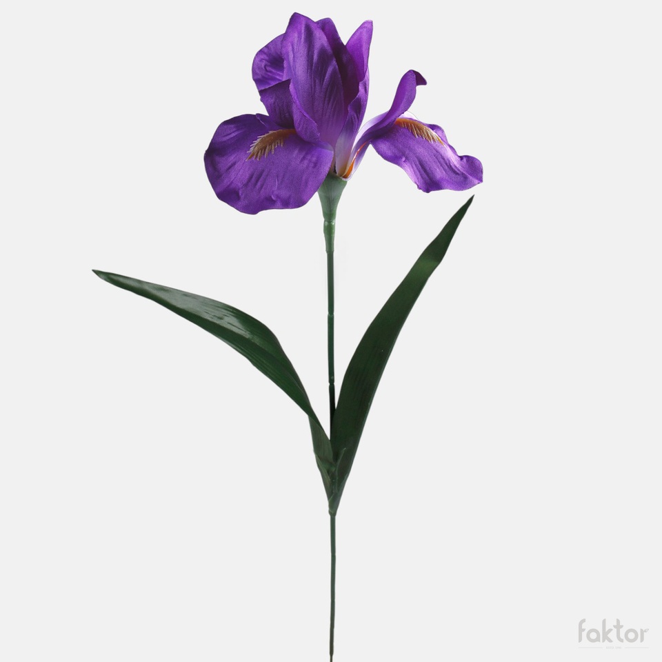 Iris, Violet G142-01