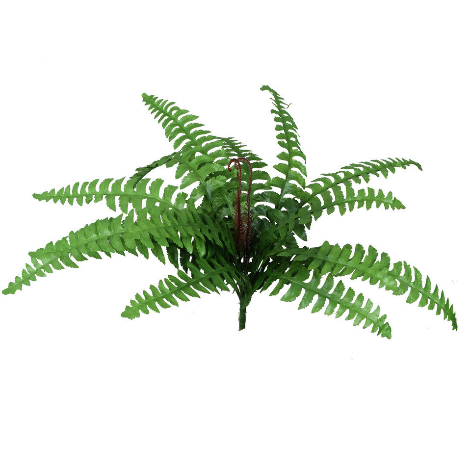 Paproć - bukiet 50 cm, green R586-00