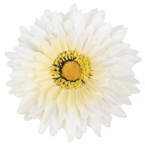 Gerbera, Cream/Yellow W539-04