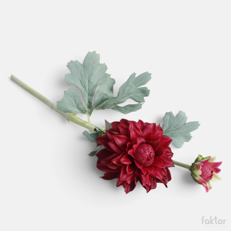 Dalia gumowana, Burgundy BGK324-06