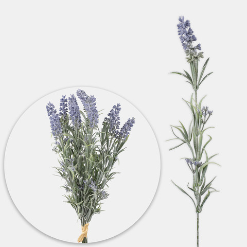 Lavender A801