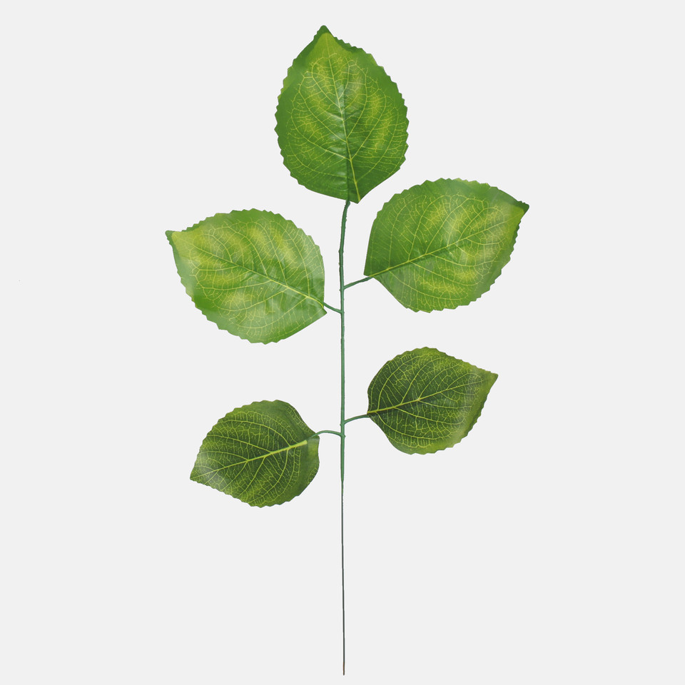 Lipa (1 x 5), Green F206-01