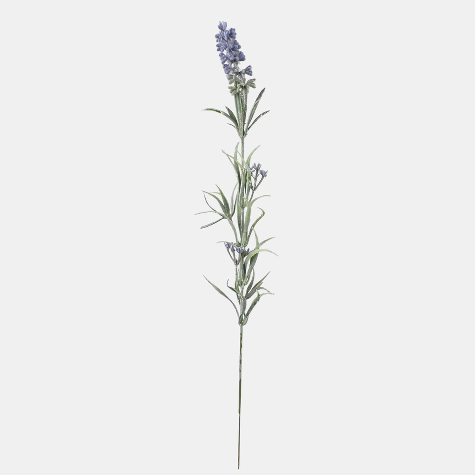 Lavender, Violet A801-01