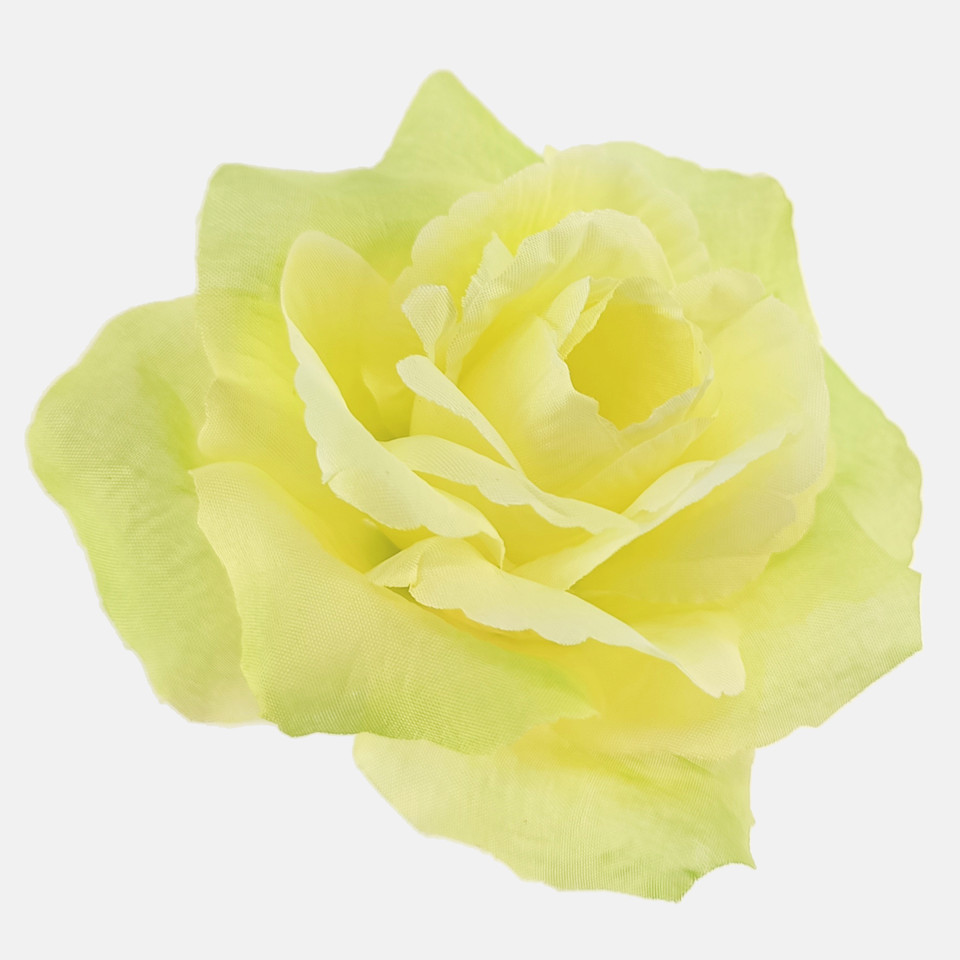 Róża francuska, Yellow/Lt. Green Edge W087-13