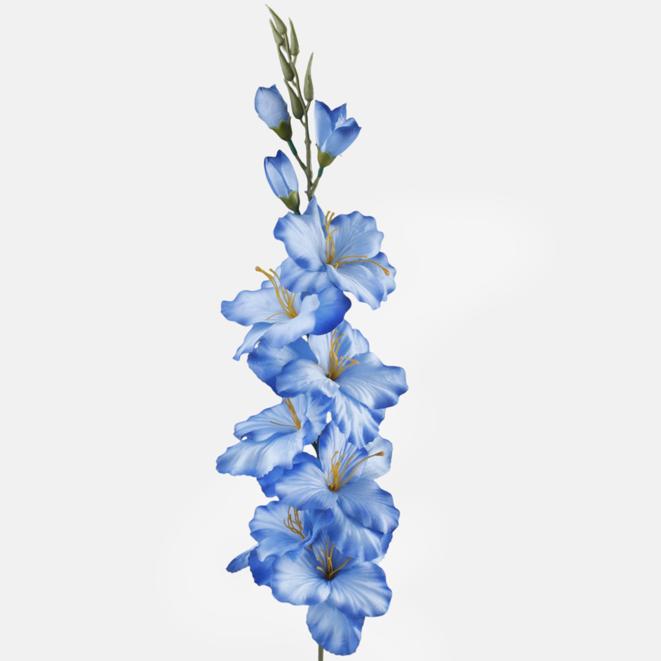 Satin gladiolus, Sapphire Blue L190K-40