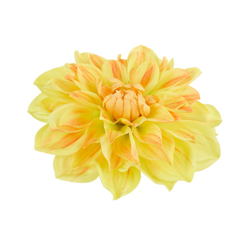 Dahlia, 21 yellow B142-21