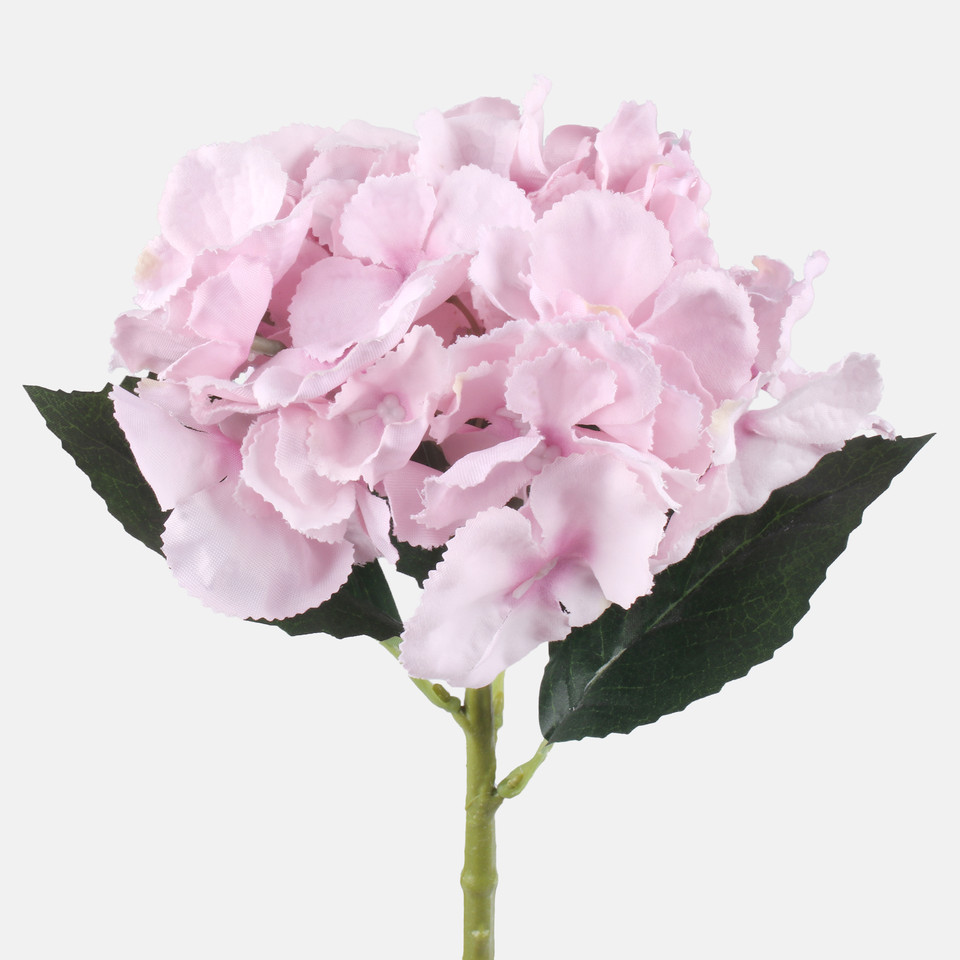 Hortensja, Lilac G417-04
