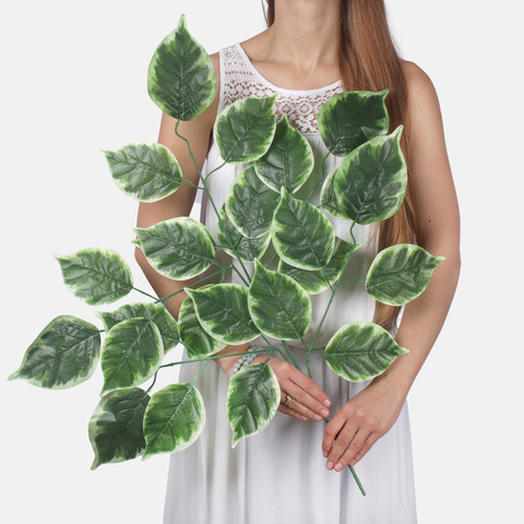 Poplar F185 (Product size)