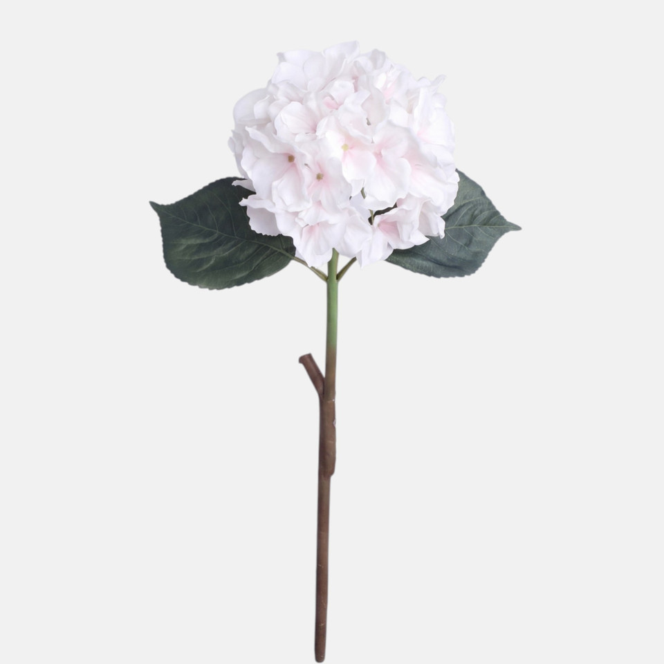 Hortensja gumowana, Cream/Peach BGK096-14