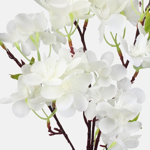 Cherry-tree, Cream L237-02