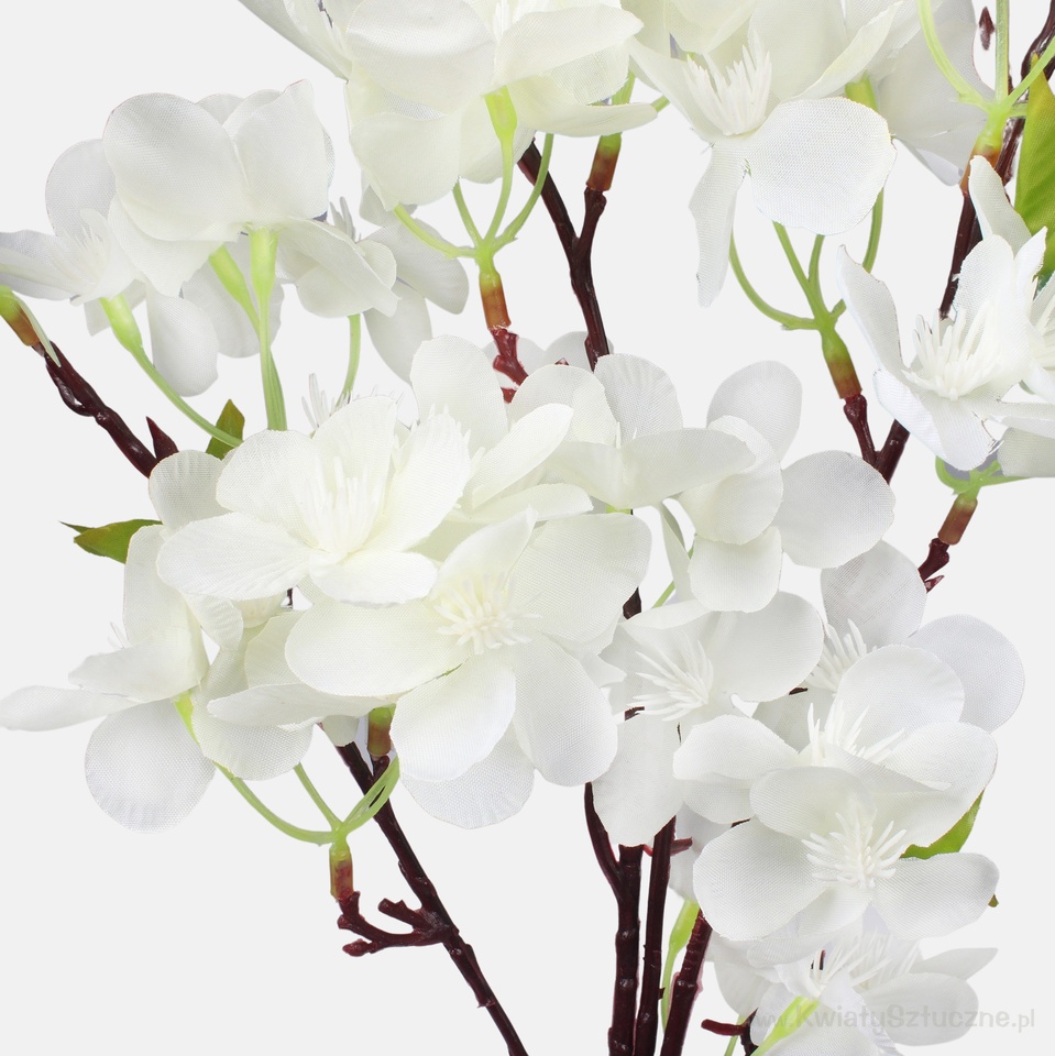 Cherry-tree, Cream L237-02