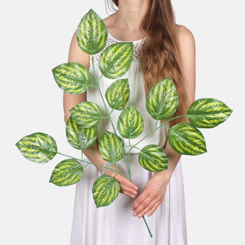 Maranta F230 (Product size)