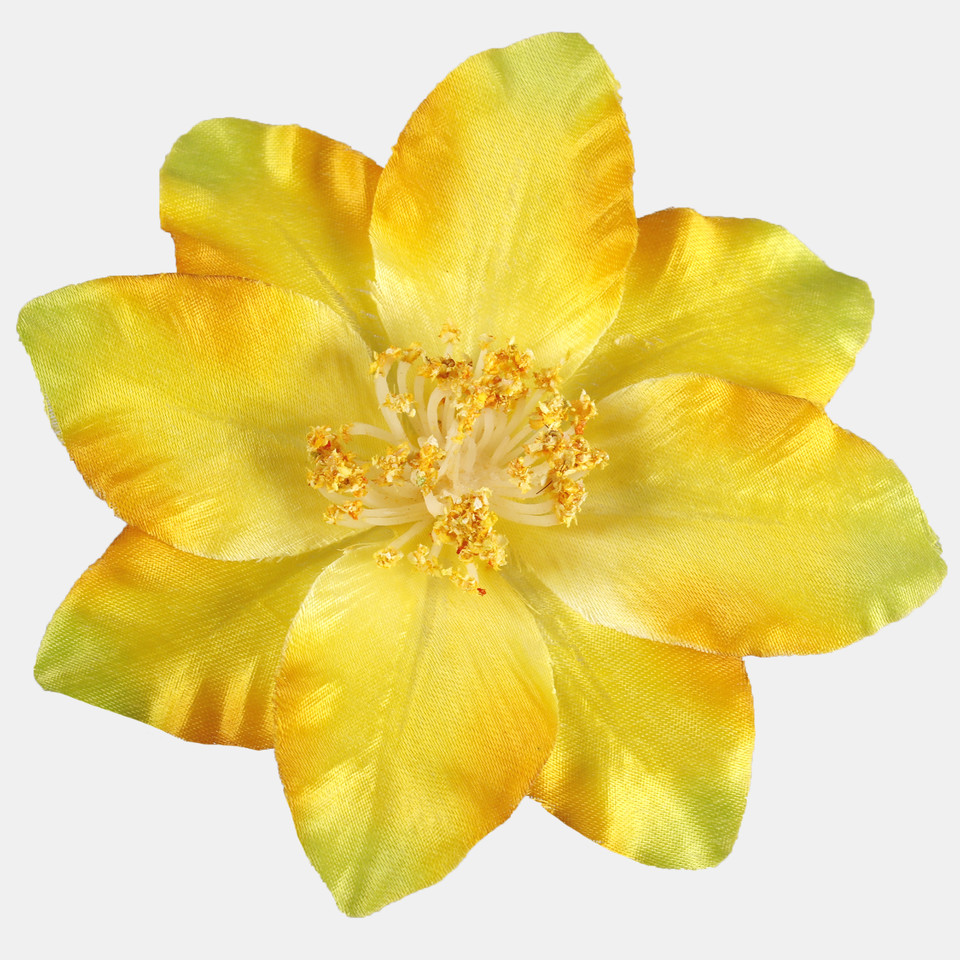 Klematis, Yellow/Green/Brown Center W572-03