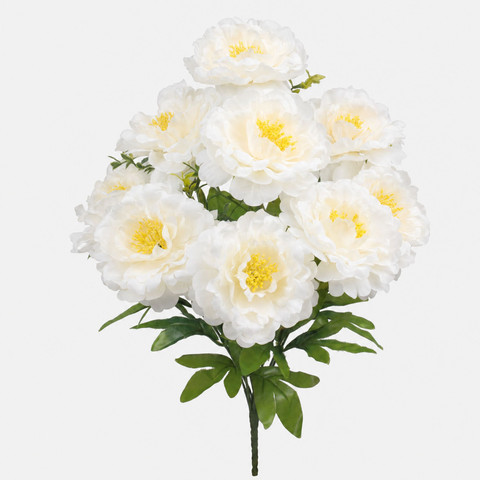 Peonia x 9 QA085