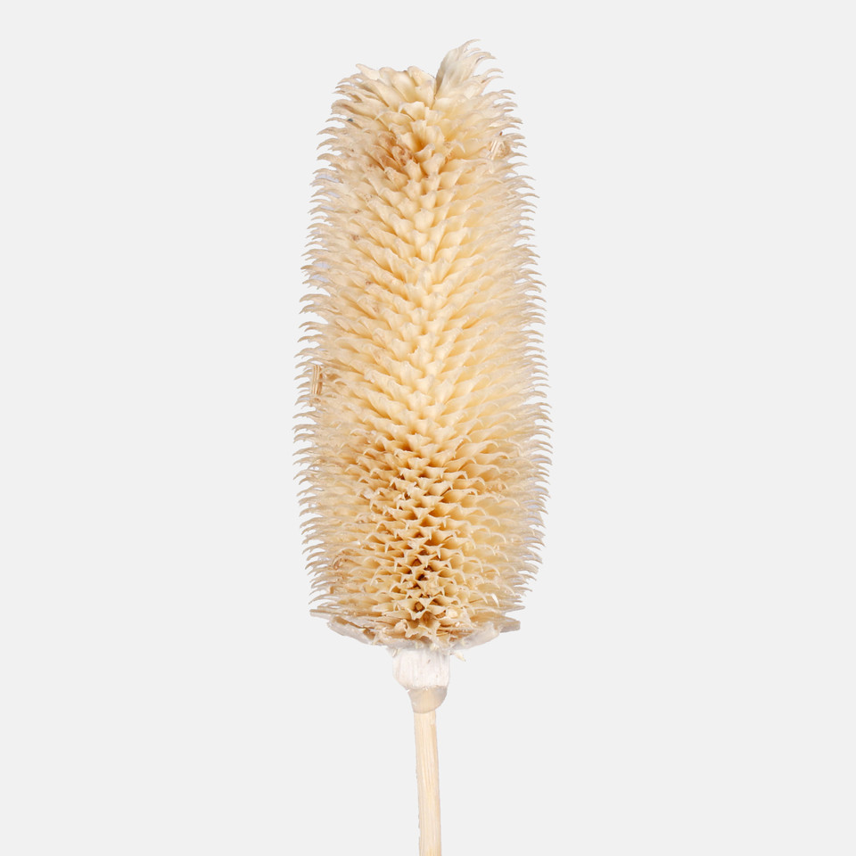 Dried natural thistle, White Y607-01