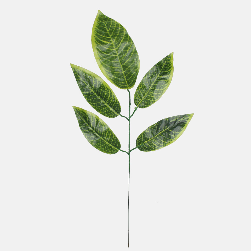Mango, T.T. Green F161E-01