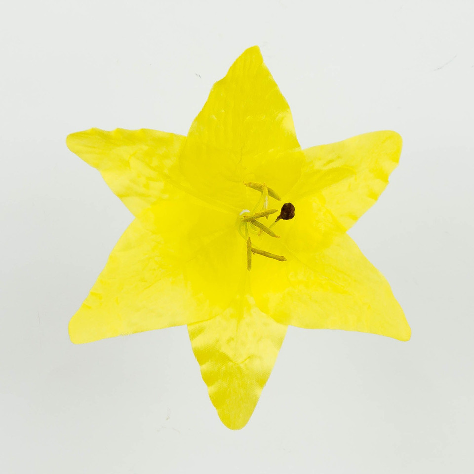 Lilia – główka, lt yellow W14-02