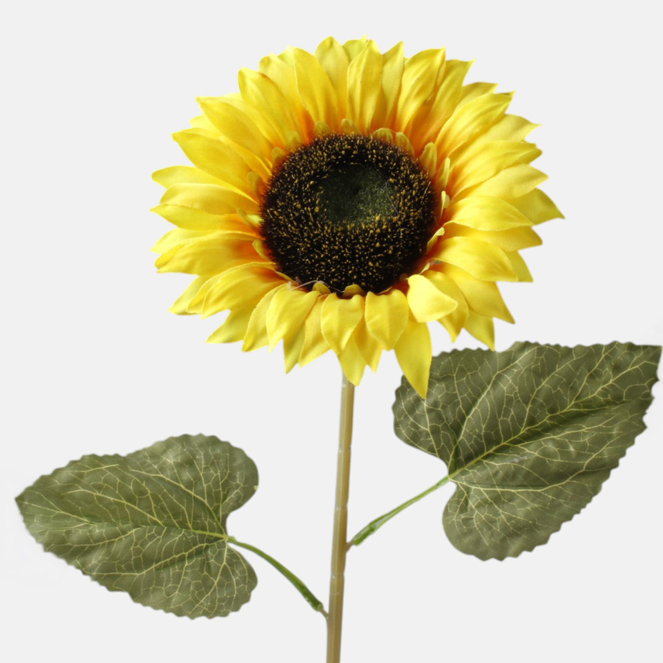 Słonecznik, Yellow L791-02