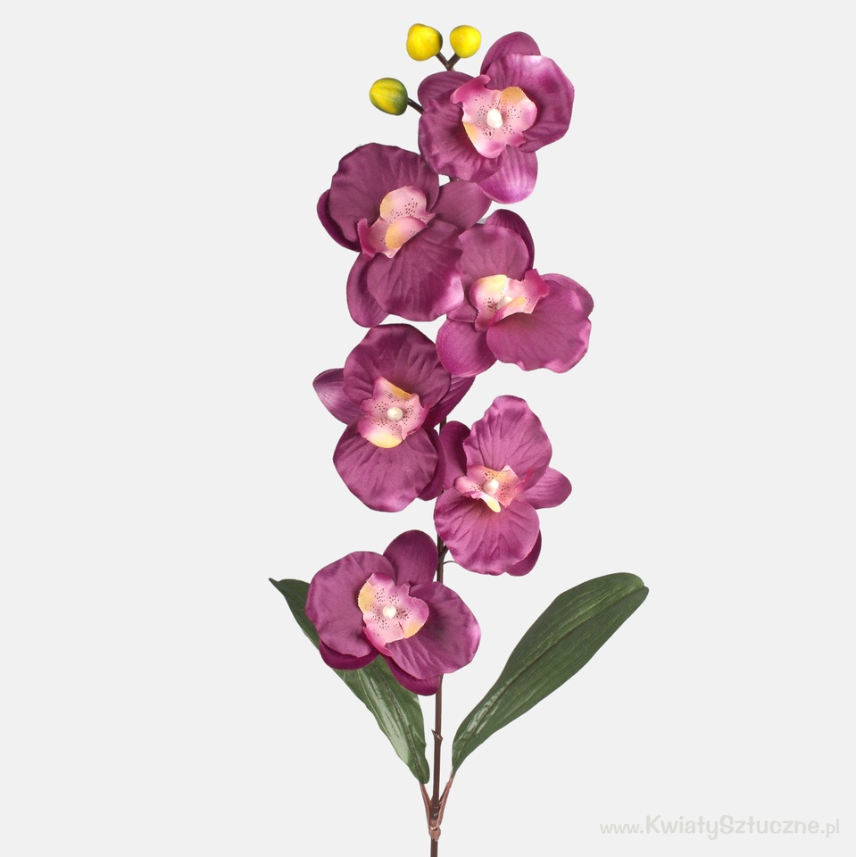 Orchid, Purple L160-08