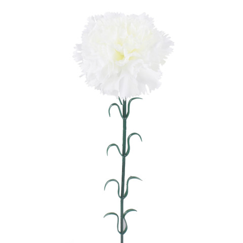 Carnation, Cream L149-03