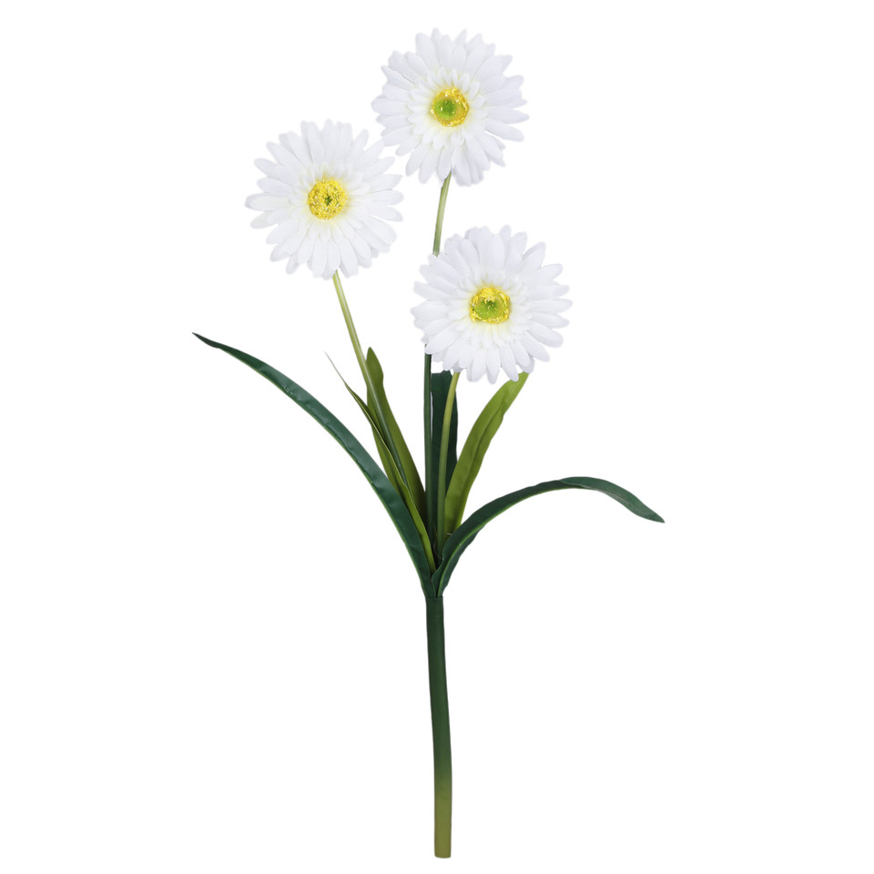 Gerbera, Cream G448-02