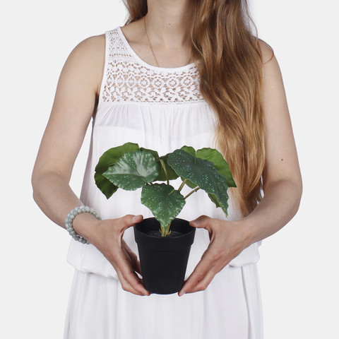 Begonia w doniczce Z206 (Wielkość artykułu)