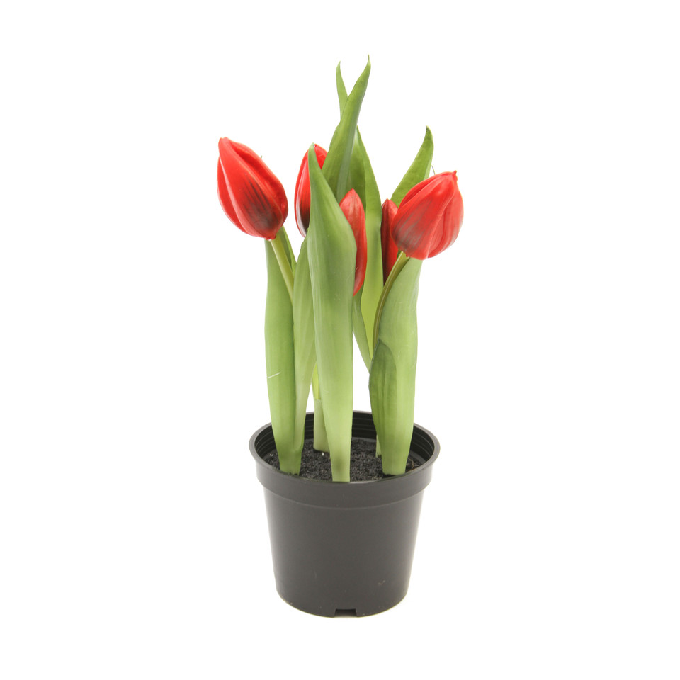 Tulipany w doniczce 25 cm, mix kolorów: 6 U363-m1