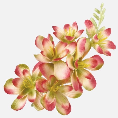Frezja satynowa, Green/Pink W677-10