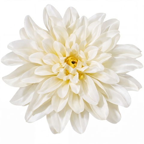 Dalia, Cream W008-02