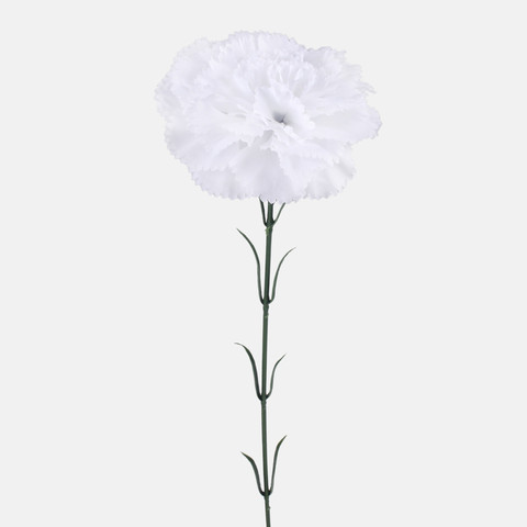 Carnation, Mix 1 G392-01
